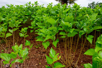 white mulberry tree in farm