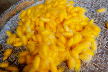 silk worms yellow from farm