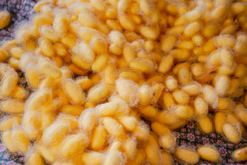 silk worms yellow from farm