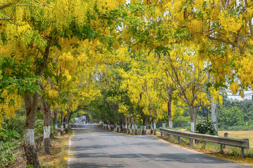  Golden shower trees (Cassia fistula) blooming between the streets of rural Thailand..