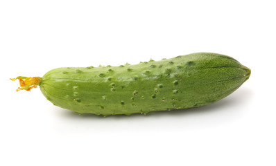 Green cucumber on the white background