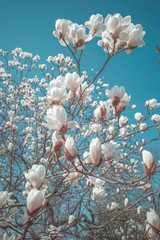 白木蓮の花