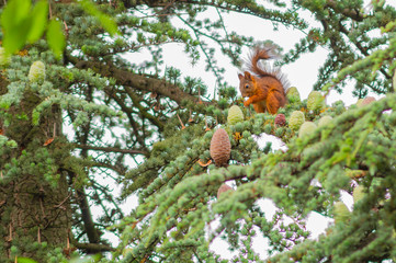 Red Squirrel eating on Branch, Balatonakarattya, Hungary.