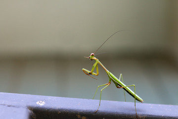 close up of a bright green introduced species of praying mantis insect climbing on the metal...