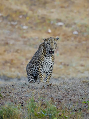 Entry Of Leopard