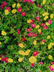 Fototapeta na wymiar red and yellow flowers