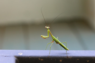 close up of a bright green introduced species of praying mantis insect climbing on the metal...