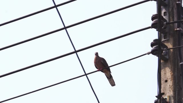 Birds on electric wires and feces to the bottom, Dove
