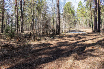 road in the coniferous forest in early spring