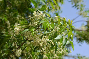 Medicinal ayurvedic azadirachta indica or Neem leaves and flowers. Very powerful Indian medicinal tree.