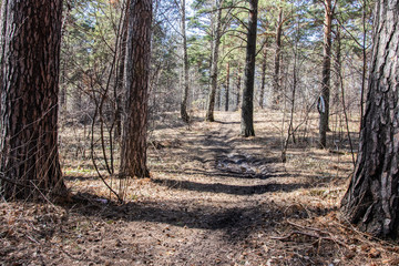 road in the coniferous forest in early spring