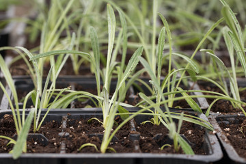 Fototapeta premium young green seedlings for planting