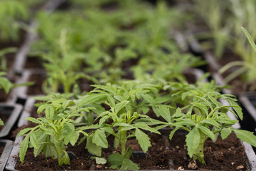 Obraz premium young green seedlings for planting