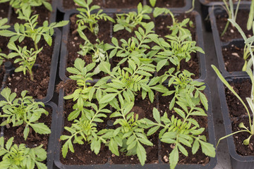 young green seedlings for planting