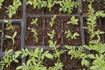 young green seedlings for planting