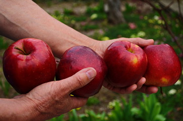 Organic fruit and vegetables. Farmers hands with freshly harvested apples.
