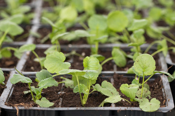 young green seedlings for planting