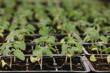young green seedlings for planting
