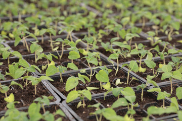 young green seedlings for planting