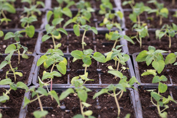 young green seedlings for planting