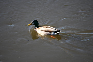 duck on the lake