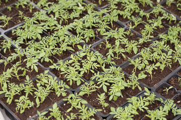 young green seedlings for planting