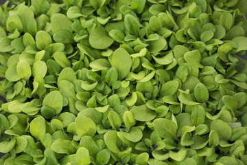 young green seedlings for planting