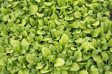 young green seedlings for planting