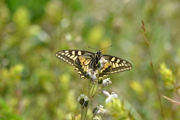 Obraz premium Papillon 2