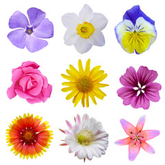 Macro photo of flowers set: rose, arnica montana, daffodil, blue periwinkle,  pansy flower, cactus flower, lily on a white isolated background