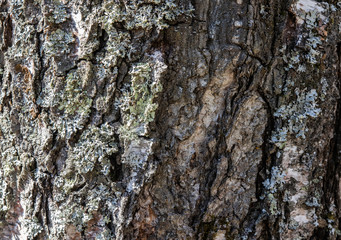 birch bark close up background texture