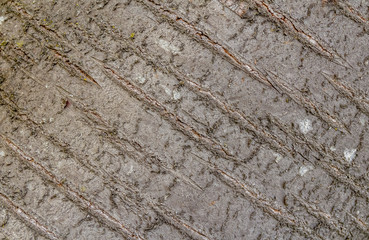 bark closeup