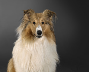 Obraz na płótnie Canvas Rough Collie dog portrait