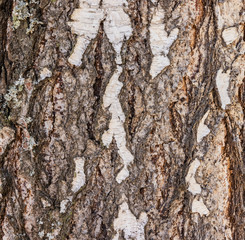 birch bark close up background texture