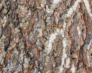 birch bark close up background texture