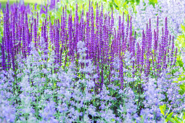 Obraz premium Colorful nature background with fresh bright blue salvia flowers and green grass, growing on the meadow. 