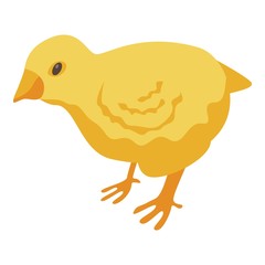 Yellow chick icon. Isometric of yellow chick vector icon for web design isolated on white background