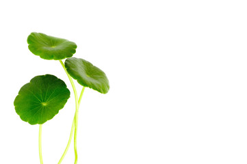 Group of Gotu kola leaves with water drops isolated on white background.