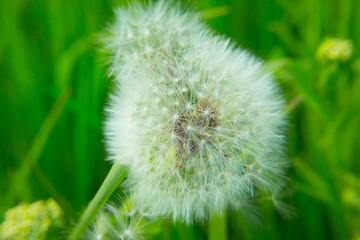 dandelion on green background