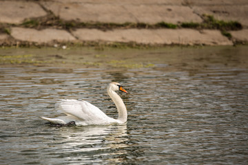 A swan swims in a pond in the background reinforced concrete slab