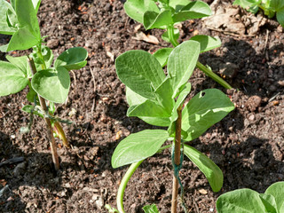 Young broad bean plant with leaf eaten by a snail attached to a support.