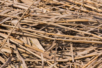 Dry reeds background