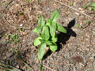 Young sunflower plant a few inches tall