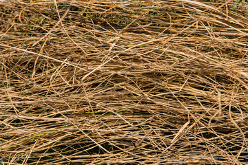 Dry grass background