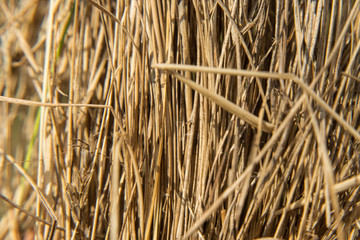 dry grass background