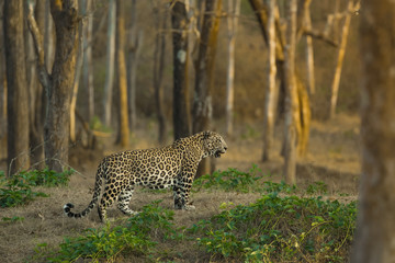 Leopard in Golden Light