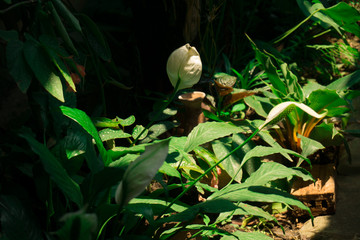 tropical jungle in thailand