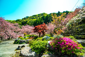 廻栖野の八重桜
