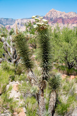 kaktus, nationalpark, usa, nevada