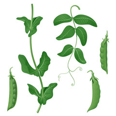 Green peas. Set of isolated vector images of plant elements, pods, leaf and stem, on a white background.